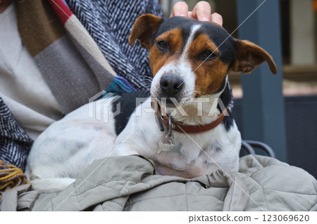 Jack russell terrier relaxing on owner's lap, enjoying head scratches 123069620