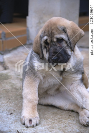 Spanish mastiff puppy sitting and scratching: canine care and comfort Spanish mastiff puppy sitting and scratching: canine care and comfort 123069644