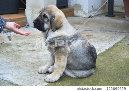 Spanish mastiff puppy sitting and looking at owner's hand Spanish mastiff puppy sitting and looking at owner's hand 123069659