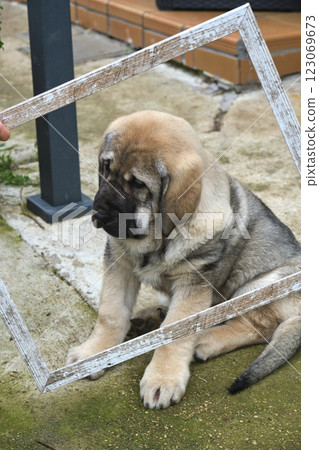 Spanish mastiff puppy framed by rustic wooden frame 123069673