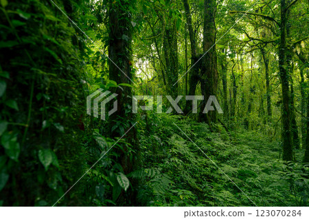 Green tree forest. Carbon credit concept. Natural carbon sink fight climate change. Sustainability in carbon-neutral ecosystems. Green and sustainable environment. Natural carbon capture solution. 123070284