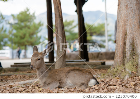 [世界遺產安藝宮島鹿] 123070400