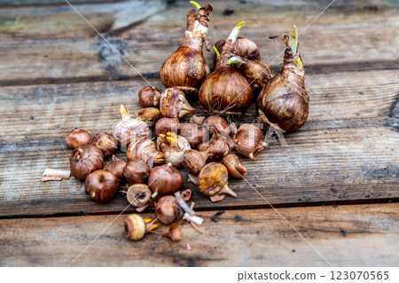 crocus and daffodil bulbs ready for autumn planting 123070565