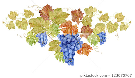 Triangular composition of intertwined grape branches. Watercolor illustration of grapevine with blue berries and foliage. Hand drawn clip art in Provence style for wine list, restaurant menu design. 123070707