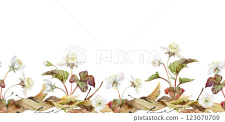 Early spring flowers in dry leaves, white forest cloudberry anemone primrose ephemera, hand drawn in watercolor. Seamless banner illustration isolated on white, for wedding, florist shop, scrapbooking Early spring flowers in dry leaves, white forest cloudberry anemone primrose ephemera, hand drawn in watercolor. Seamless banner illustration isolated on white, for wedding, florist shop, scrapbooking 123070709