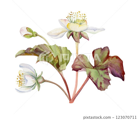 Early spring white forest cloudberry flowers with leaves, anemone primrose ephemera, hand drawn in watercolor. Single boutonniere buttonhole isolated illustration. Wedding, florist shop, scrapbooking 123070711