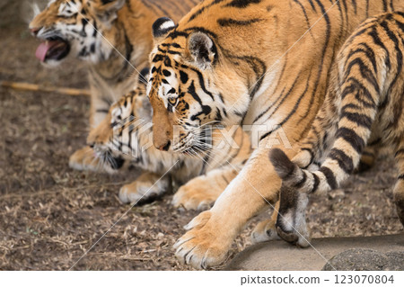 Close-up of a mother and cub tiger 123070804