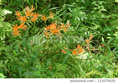 日荸薺,野花,黃花 日荸薺,野花,黃花 123070820