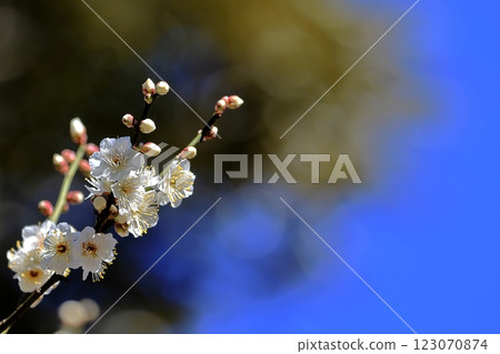 Plum-02 123070874