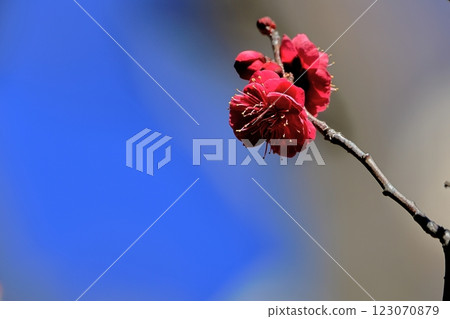 Plum-07 Plum-07 123070879