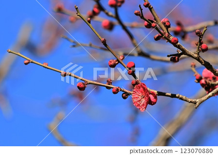 Plum-08 Plum-08 123070880