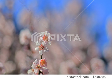 梅花-18 梅花-18 123070890