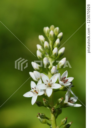 沼虎の王、野花、白花 123070926