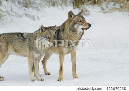 wolf and she-wolf against the backdrop of a winter forest wolf and she-wolf against the backdrop of a winter forest 123070968