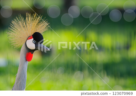 Portrait of Crowned Crane in the wild 123070969