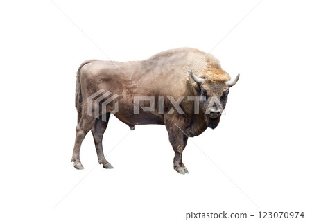 european Bison isolated on white background 123070974