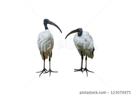 two Malagasy sacred ibis isolated on white background two Malagasy sacred ibis isolated on white background 123070975