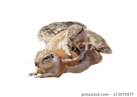 two south african ground squirrel isolated on white background two south african ground squirrel isolated on white background 123070977