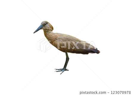 Glossy ibis isolated on white background 123070978