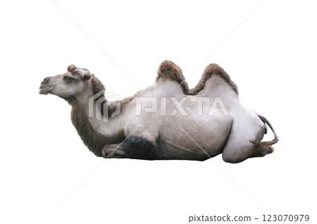 lying camel isolated on white background lying camel isolated on white background 123070979