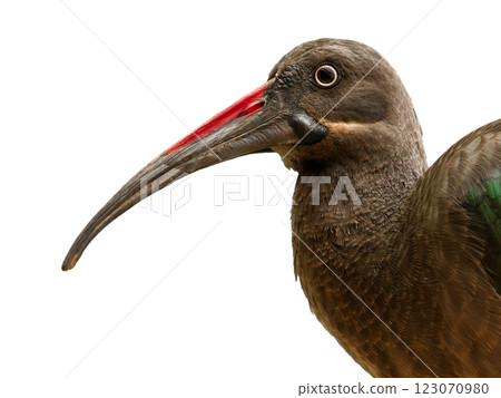 Hadaba ibis isolated on white background Hadaba ibis isolated on white background 123070980