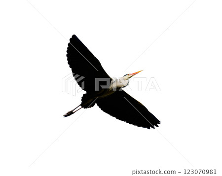 gray heron flying isolated on white background gray heron flying isolated on white background 123070981