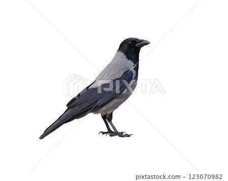gray crow isolated on white background gray crow isolated on white background 123070982