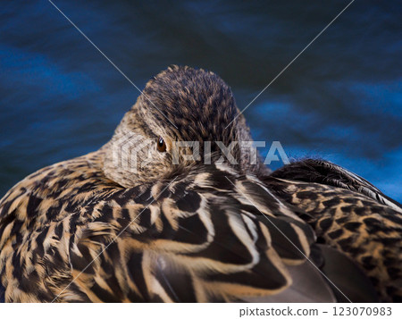 portrait female mallard on a beautiful background with beautiful bokeh portrait female mallard on a beautiful background with beautiful bokeh 123070983
