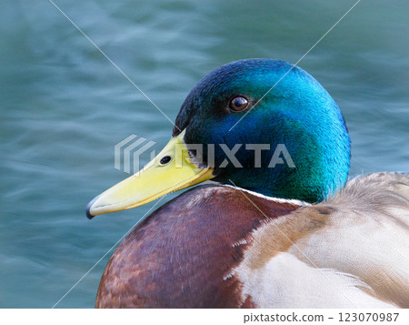 portrait male mallard on a beautiful background with beautiful bokeh portrait male mallard on a beautiful background with beautiful bokeh 123070987