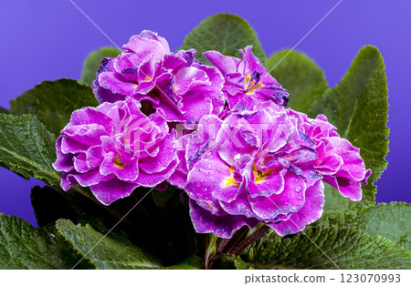 Pink Primula Flowers on blue background 123070993