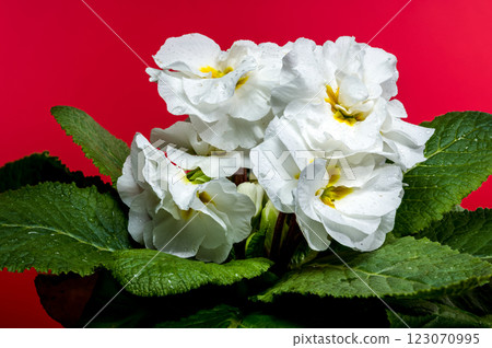 White Primula Flowers on a red background White Primula Flowers on a red background 123070995