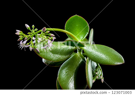 Green Succulent Plant with Budding Flowers black background Green Succulent Plant with Budding Flowers black background 123071003