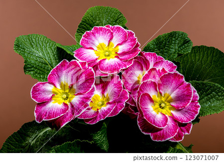 Pink Primula Flowers on brown background Pink Primula Flowers on brown background 123071007