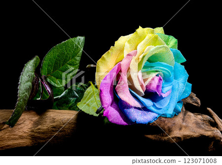 Vibrant Rainbow Rose on Wooden Surface with Dewdrops Vibrant Rainbow Rose on Wooden Surface with Dewdrops 123071008
