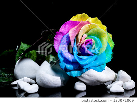 Rainbow Rose with Dewdrops on White Stones and Black Background Rainbow Rose with Dewdrops on White Stones and Black Background 123071009