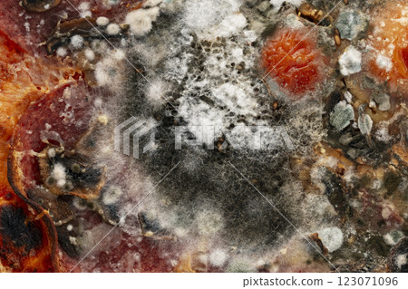 moldy pizza moldy pizza 123071096
