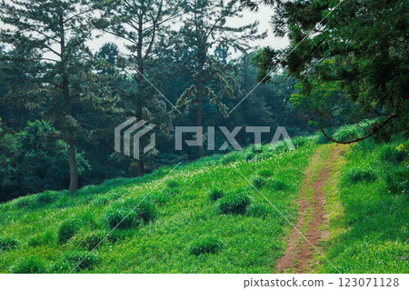 Path covered in green 123071128