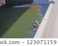 Pigeons resting on a bridge 123071159