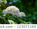 White hydrangea 123071160