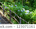 Hydrangeas blooming beside the stairs 123071161