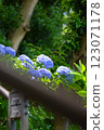 Hydrangeas peeking through the staircase railings 123071178