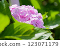 Pink cute hydrangea 123071179