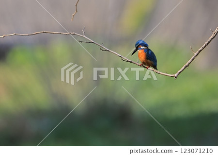 翠鳥-082 123071210
