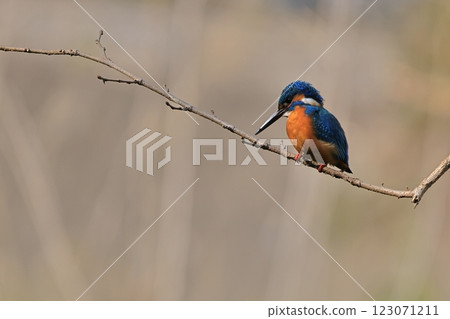 翠鳥-083 翠鳥-083 123071211