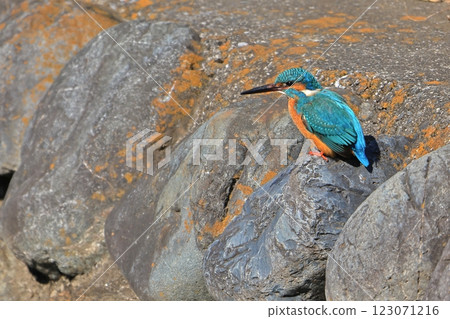 翠鳥-088 翠鳥-088 123071216