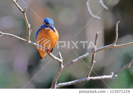 翠鳥-101 翠鳥-101 123071229