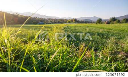 Green grass field in spring with evening light, rice fields 123071392