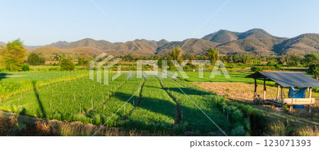 Green vegetable plots in the fields in the evening 123071393