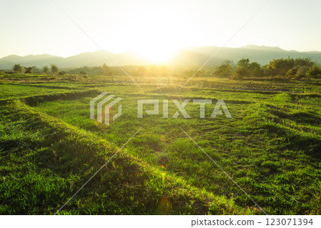 Green grass field in spring with evening light, rice fields Green grass field in spring with evening light, rice fields 123071394