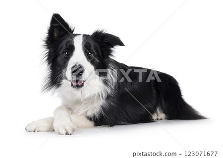 Border Collie dog on white background Border Collie dog on white background 123071677